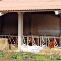 Albertia (210)